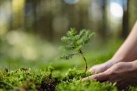 Foto: Eine kleine Pflanze die gerade in einen Waldboden eingesetzt wird